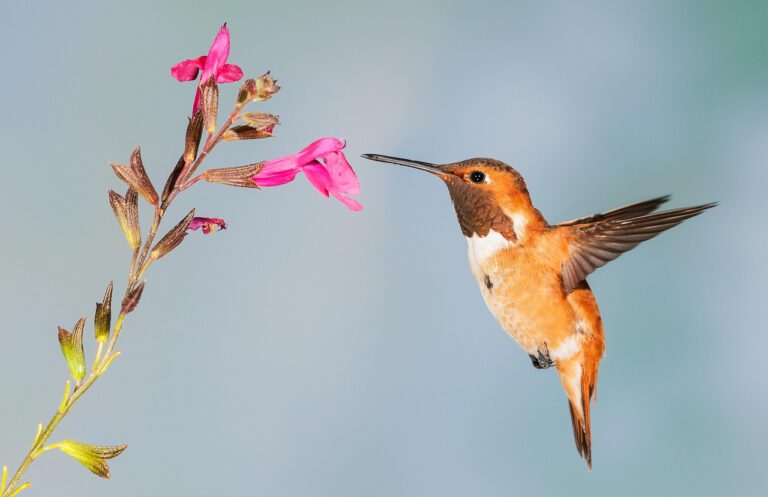 Psicólogos en Getafe | El Colibrí Psicología